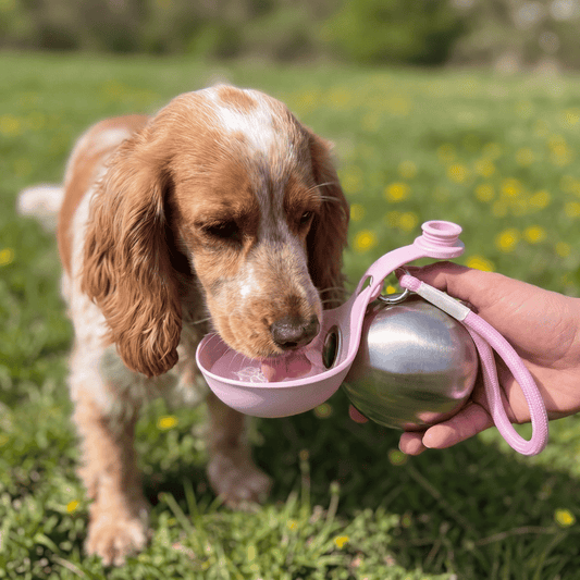AquaPaw – Hunde Trinkflasche